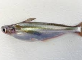 ปลาสังฆวาสสด