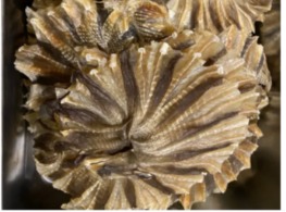 ปลากระเบนวง