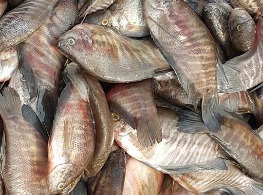 ปลาสลิดสด