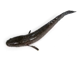 ปลาช่อนสด