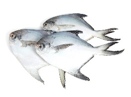 ปลาจาระเม็ดขาวสด