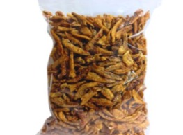 ปลากรอบ (มีงา)