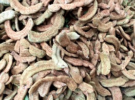 มะขามอ่อน