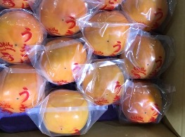 ลูกพลับญี่ปุ่น