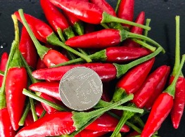 พริกขี้หนูสวนหอม (แดงล้วน)