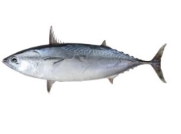 ปลาโอ สด