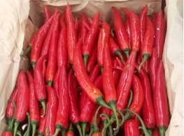 พริกยำแดงจีน