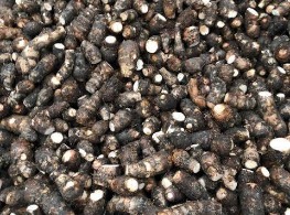 ลูกเผือก