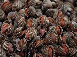 หอยแครง