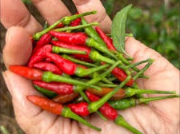 พริกขี้หนูสวน ตุ้ม (แดงล้วน)