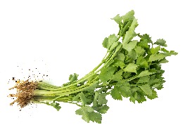 ขึ้นฉ่าย (ตั้งโอ๋ไทย) ดิน