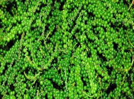 พริกไทยอ่อน