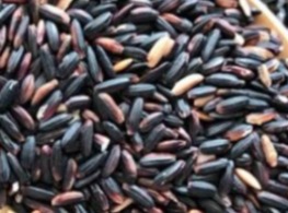 ข้าวเหนียวดำ พันธุ์ลืมผัว