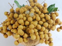 ลำไยพวงทอง