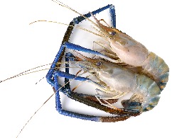 กุ้งแม่น้ำ