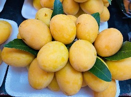 มะยงชิดทูลเกล้า