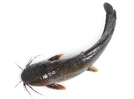 ปลาดุกสด