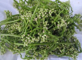 ดอกปลัง