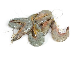 กุ้งแชบ๊วย