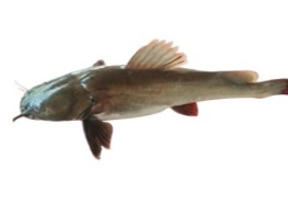 ปลาคังแม่น้ำ