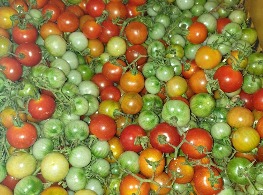 มะเขือช่อ,มะเขือเปรี้ยว,มะเขือส้ม,บะเขือส้ม,มะเขือเครือ,หมากเขือเครือ,เขือส้ม,ส้มยอ