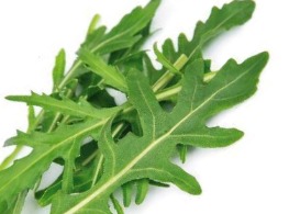 ไวลด์ร็อคเก็ต