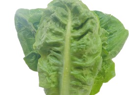 เบบี้คอส