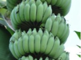 กล้วยน้ำว้ามะลิอ่อง