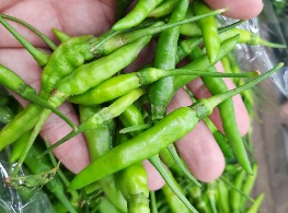 พริกขี้หนูสวน (เขียวล้วน)