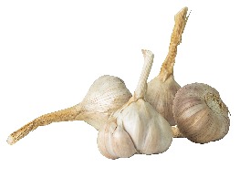 กระเทียมไทย (แบบหัว)