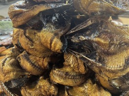 ปลาย่าง (ปลาสวาย)