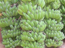 กล้วยน้ำว้าปากช่อง 50