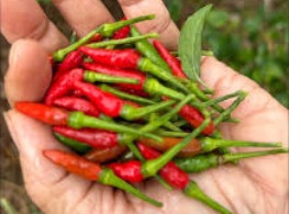 พริกขี้หนูสวนหอมสุพรรณ (แดงล้วน)