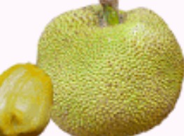 ขนุนเพชรดำรงค์