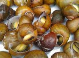 หอยโข่ง (หอยนา)