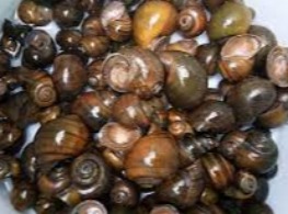 หอยเชอรี่ สด