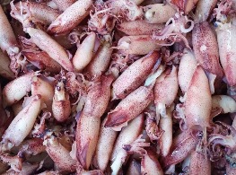 หมึกกะตอยต้ม