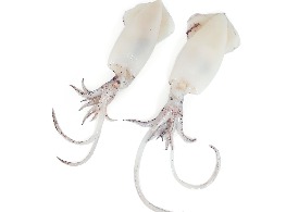 หมึกกล้วยขาว