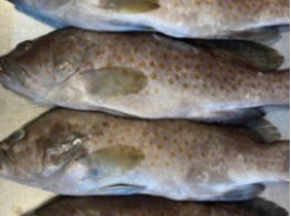 ปลาเก๋าสด