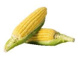 ข้าวโพดหวาน ไฮบริกซ์72