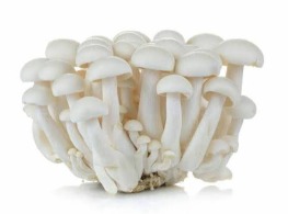 เห็ดชิเมจิขาว