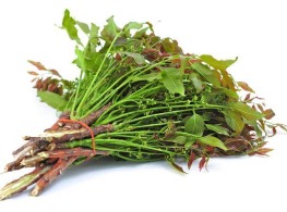 ยอดสะเดา