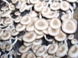 เห็ดขอนขาว