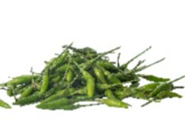 พริกขี้หนูสวนเชียงใหม่ (ม้ง) (เขียวล้วน)