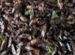 จิ้งหรีด