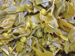 ดอกขี้เหล็กต้ม