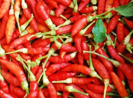 พริกขี้หนูสวนเชียงใหม่ (ม้ง) (แดงล้วน)