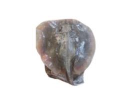 ปลากระเบนสด