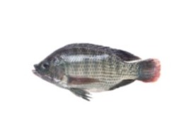 ปลานิลสด หมักเค็ม