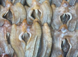 ปลาช่อนแดดเดียว